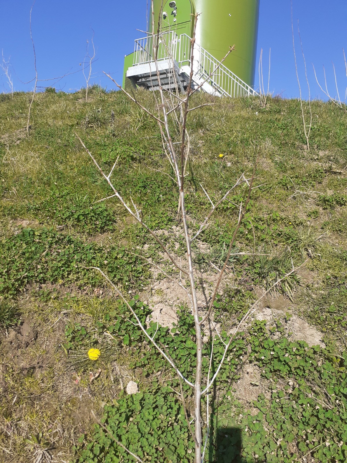 Aanplant_terpen.jpg