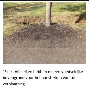 Boomvoet